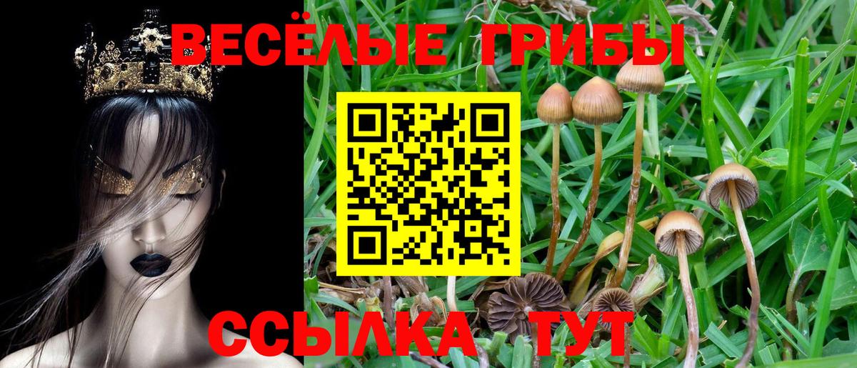 Галлюциногенные грибы GOLDEN TEACHER  Вход с VPN  Кашира  Псилоцибиновые грибы GOLDEN TEACHER 